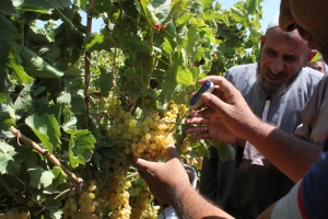 Enhancing capacity in postharvest handling of tomato and grape production to minimize food losses and waste in Egypt